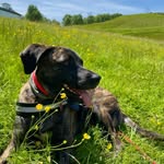 Tiffany - @tiffany_the_brindledog - Instagram