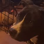 Tiffany - @tiffanythebrindle - Instagram