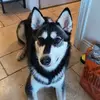 TiffanyBrindle - @tiffanybrindle4 - TikTok