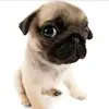 no - @tiffanycanoo - TikTok