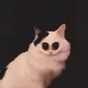 Tiffany Clausing - @tiffanyclausing - TikTok