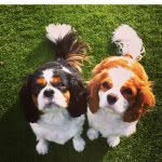 Tiffany & Co-co - @tiffanyandcocoo - Instagram