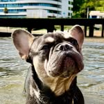 Tiffany Coco - @tiffanydablufrenchie - Instagram
