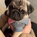 💎Tiffany Coco Caramel💎 - @miss_cocothepug - Instagram