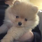 @tiffany_coco_doglove - Instagram