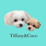Tiffany&Coco💍 - @___tiffany_m - Instagram