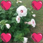 Tiffany Crowder - @tiffany.crowder.988 - Instagram