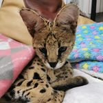 ❤Tiffany ❤𝓜𝓲𝓵𝓵𝓲𝓸𝓷 𝓓𝓸𝓵𝓵𝓪𝓻 𝓑𝓪𝓫𝔂 - @tiffany_serval_cat - Instagram
