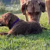 Tiffany Egan - @baydogfarms - TikTok