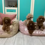𝓣𝓲𝓯𝓯𝓪𝓷𝔂𝓵𝓮𝓸𝓱𝓸𝓹𝓮&𝓐𝓻𝓸𝓷 🐾 - @tiffanyleohope81 - Instagram
