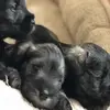 😍Apollo an Tiffany an Leon  - @apollo_tiffany_leon - TikTok