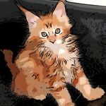 Tiffany - @tiffany_maine_coon - Instagram
