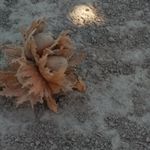 Tiffany Marx - @marxfamilyfarms - Instagram