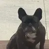 Biggie - @tiffanymosher75 - TikTok