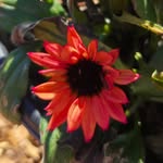 Tiffany Norred - @cats_and_plantstx - Instagram