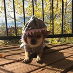 Tiffany Rapp - @tiflets - Instagram