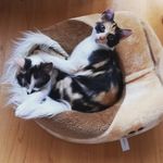 Tiffany und Ruby-Ann - @tiffany_rubyann - Instagram