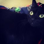 Tiffany Stiles - @squeaksharhar - Instagram