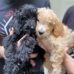 Tiffany and Wesson - @tiffanyandwessonco - Instagram