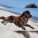 Lady Tiffany von Widdersdorf - @tiffanysnewfielife - Instagram