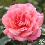 Tiffany Schultz Wirth - @wirthyourwhilehomestead - Instagram