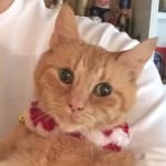 Tiger Henderson - @cat_tigerrr - Instagram