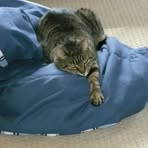 Tiger Henderson - Facebook