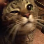 T-bone_taco_turner_Tiger - @tbone_taco_turner_tiger - Instagram