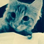 Tiger turner - @shitface_tiger - Instagram
