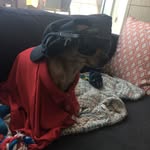 Tiger Turner - @travels_with_tiger - Instagram