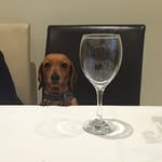 Tiger Turner - @tiger_loves_monty - Instagram