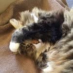 Tiger Turner - @tigerturnermeow - Instagram