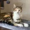 Tiger Turner 🐈 - @tigerboop_ - TikTok
