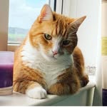 Tiger Turner the ginger cat 🐾🧡 - @tigerturner2020 - Instagram