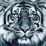 @tiger_turners - Instagram