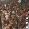 Tigist Nigussie - @tigipoultry44 - TikTok