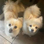 tiki & pinkie🐶 - @tikithomasleonetti - Instagram