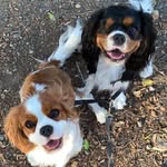 Arthur & Tilly 🐶 - @arthur.and.tilly.cavaliers - Instagram