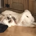Arthur-Albert & Tilly-Bella - @arthurandtilly - Instagram