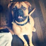 TILLY & ARTHUR. - @tillythebullmastiff_ - Instagram