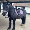 tilly & arthur 🐴 - @that.mare.tillyx - TikTok