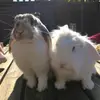 Tilly and Arthur - @arthur_and_tilly - TikTok