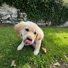 Tilly 🐶 - @tilly_dunn - TikTok