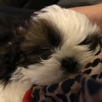 Tilly Harrison - @tillytheshihtzu2020 - Instagram
