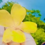 T......@........❤️🌹💖......... - @tilottama_____das - Instagram