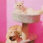 Tim🐱 | Apple🐱 - @tim_apple_catbrothers - Instagram
