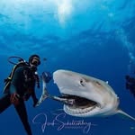 Tim Augustine - @scuba_diver757 - Instagram