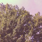 Tim Banner - @reptileuche - Instagram