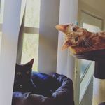 Tim Batson - @jandjkitten - Instagram