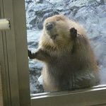 Tim Beaver - @timbeaverlives - Instagram